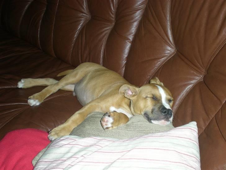 Amerikansk staffordshire terrier Bailey The Little Boss billede 16