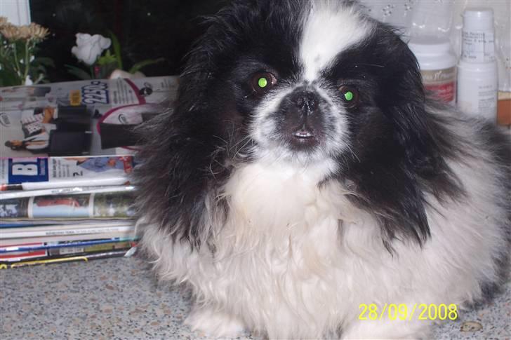 Pekingeser Cherrie d 2 billede 13