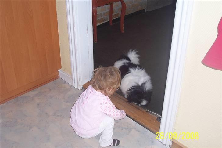 Pekingeser Cherrie d 2 billede 14