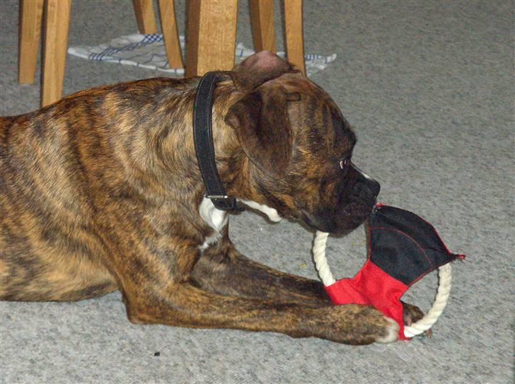 Blanding af racer Tiger - Tak fordi i kiggede, smid en kommentar og en bedømmelse.. billede 10