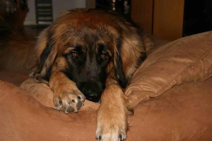 Leonberger Leodania´s Phaona Shewolf - Jeg har fået ny "seng" billede 5