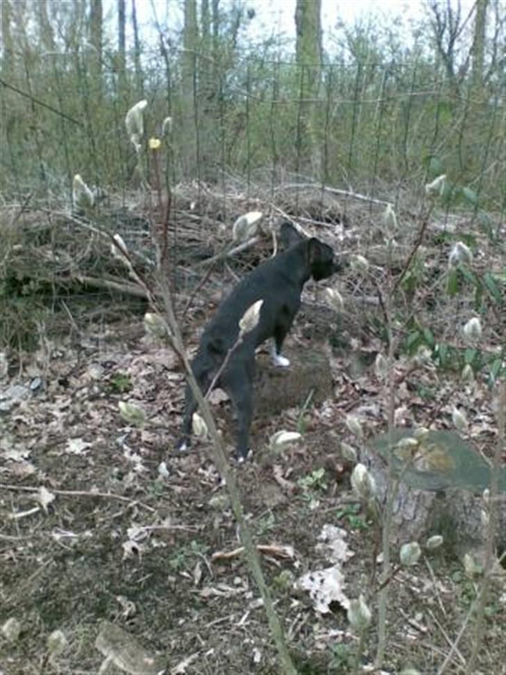 Fransk bulldog ~SOFFIE~ <3Himmelhund<3 - Mon der sker noget spændende udenfor hegnet? billede 9