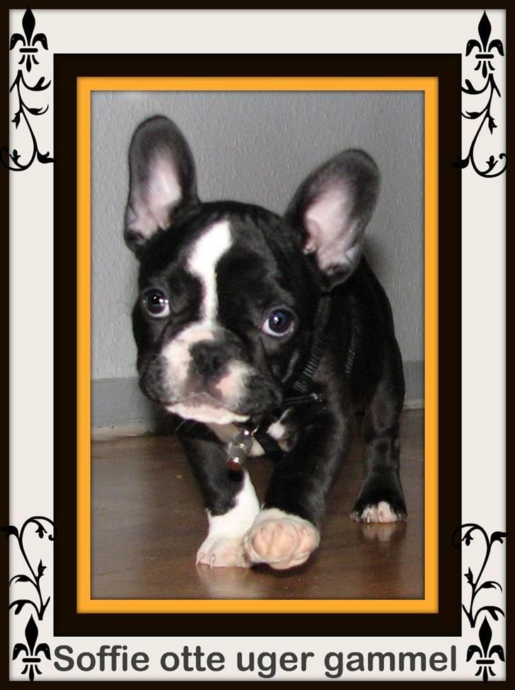 Fransk bulldog ~SOFFIE~ <3Himmelhund<3 - Soffie otte uger gammel billede 10