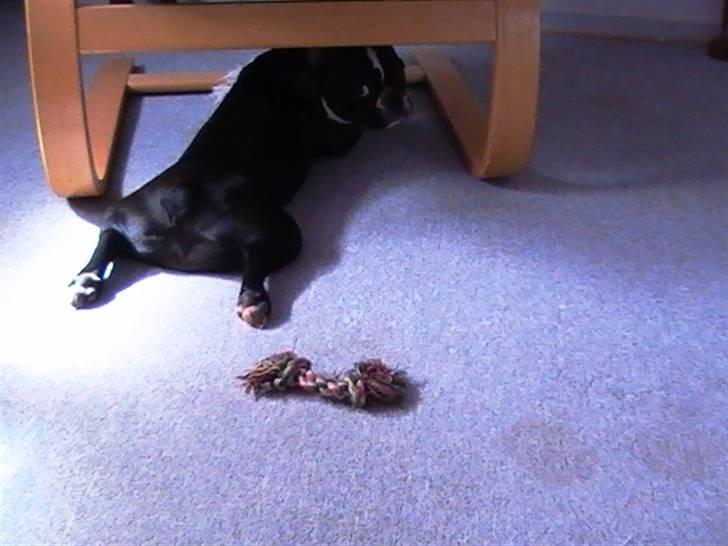 Fransk bulldog ~SOFFIE~ <3Himmelhund<3 - Øøøh...hvad?? billede 11