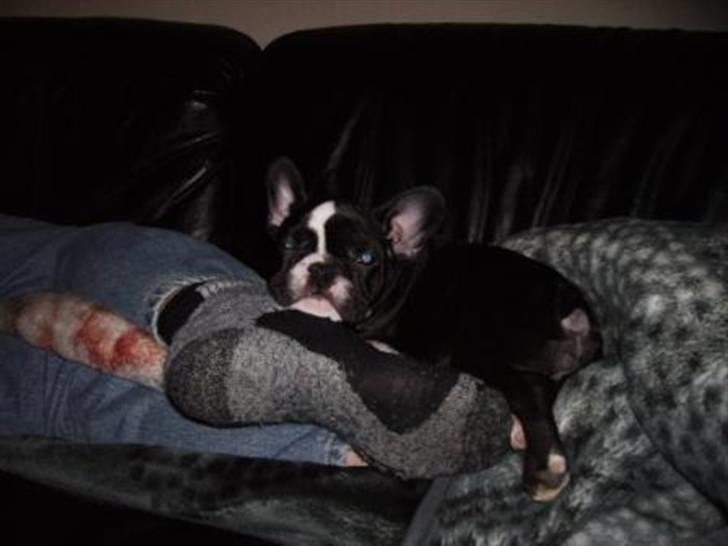 Fransk bulldog ~SOFFIE~ <3Himmelhund<3 - Grrrrrr.... billede 12