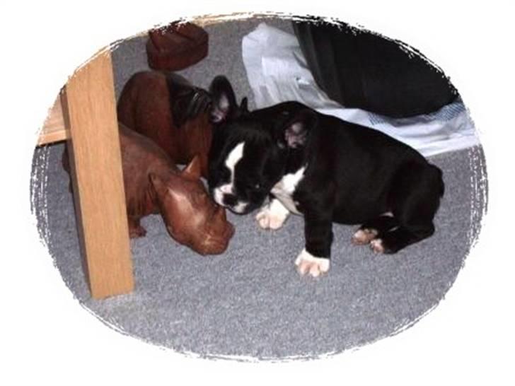 Fransk bulldog ~SOFFIE~ <3Himmelhund<3 - En baby skal helst ha´ alt i munden....jeg prøver li´ denne her. billede 13