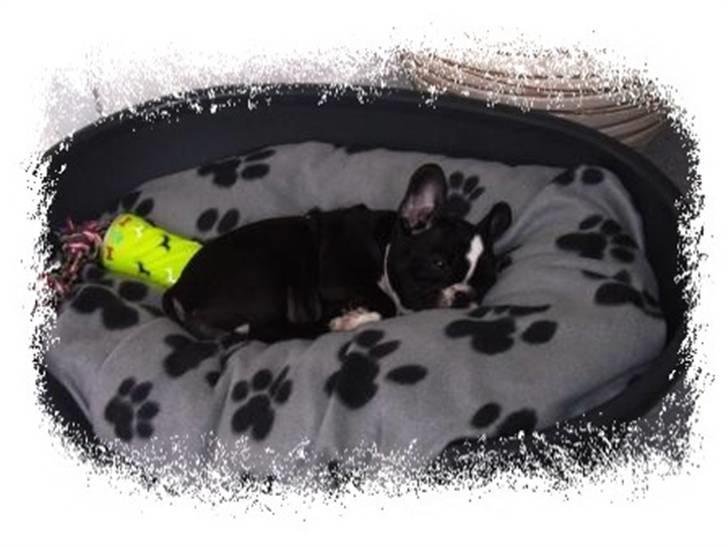 Fransk bulldog ~SOFFIE~ <3Himmelhund<3 - Aaaah.... billede 14
