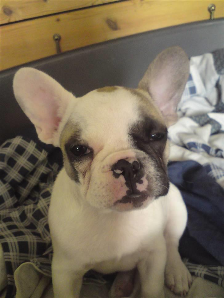 Fransk bulldog X-kanua www.teamtroya.dk - Min skønne Kanua billede 1