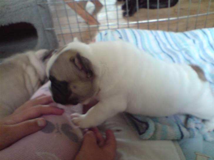 Fransk bulldog X-kanua www.teamtroya.dk billede 2