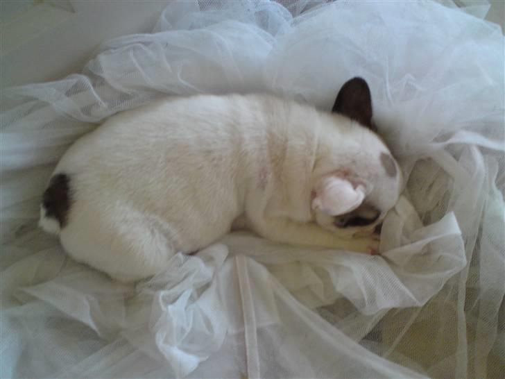 Fransk bulldog X-kanua www.teamtroya.dk billede 3