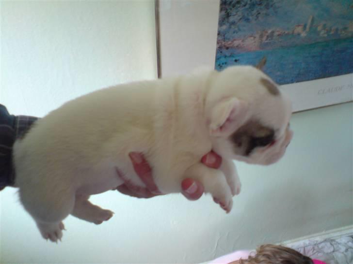 Fransk bulldog X-kanua www.teamtroya.dk billede 4