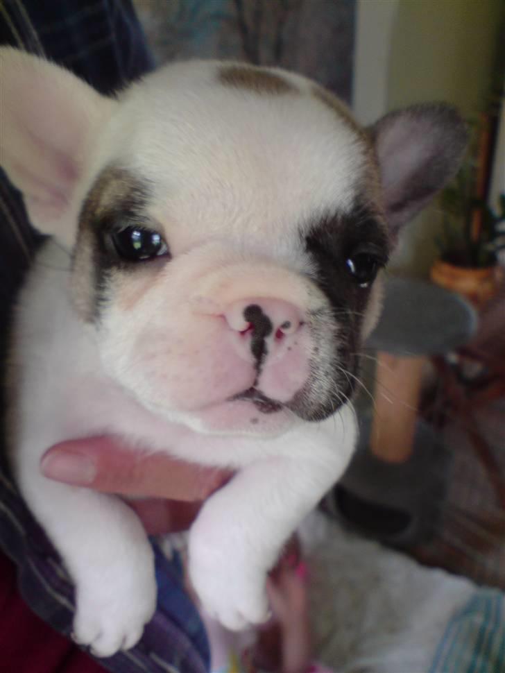 Fransk bulldog X-kanua www.teamtroya.dk billede 5