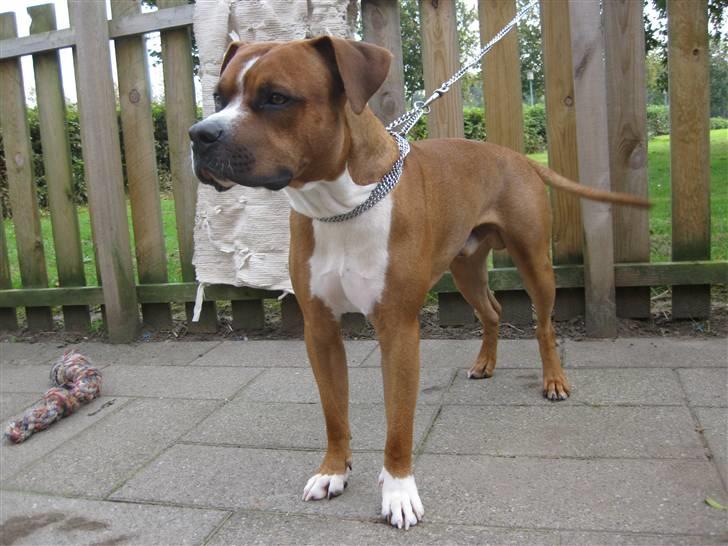 Amerikansk staffordshire terrier Kenzo billede 7