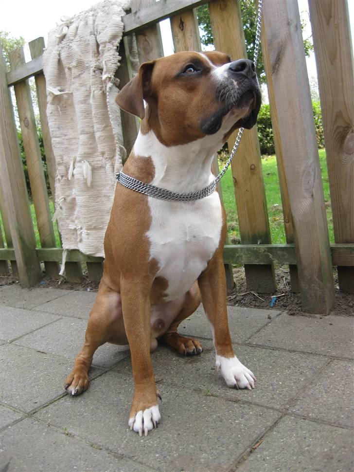 Amerikansk staffordshire terrier Kenzo billede 8