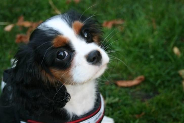 Cavalier king charles spaniel aZalias Super Karla billede 1