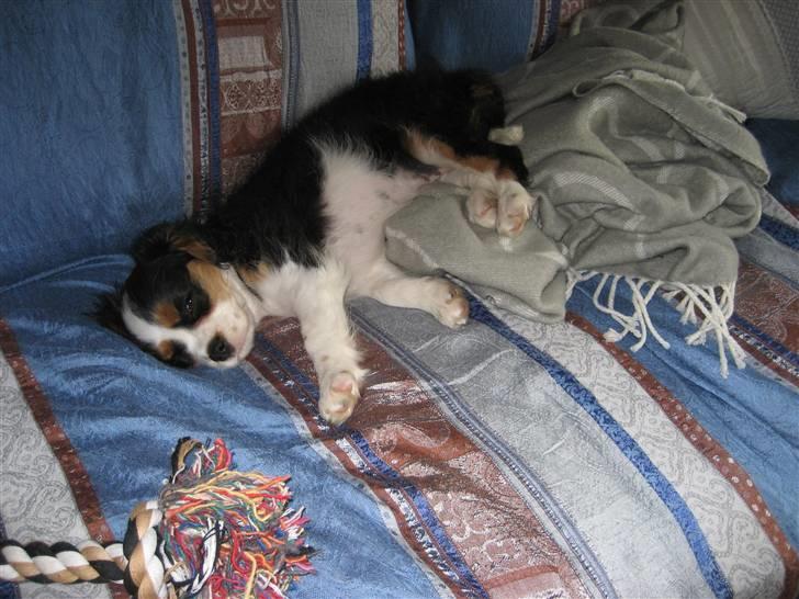Cavalier king charles spaniel aZalias Super Karla - Mmmm en lur på sofaen billede 2