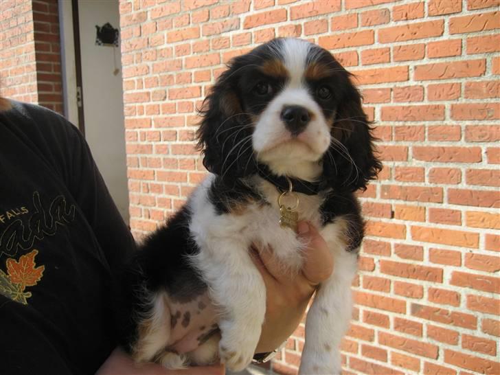 Cavalier king charles spaniel aZalias Super Karla - Sidste farvel til kennelmor Vibeke billede 3