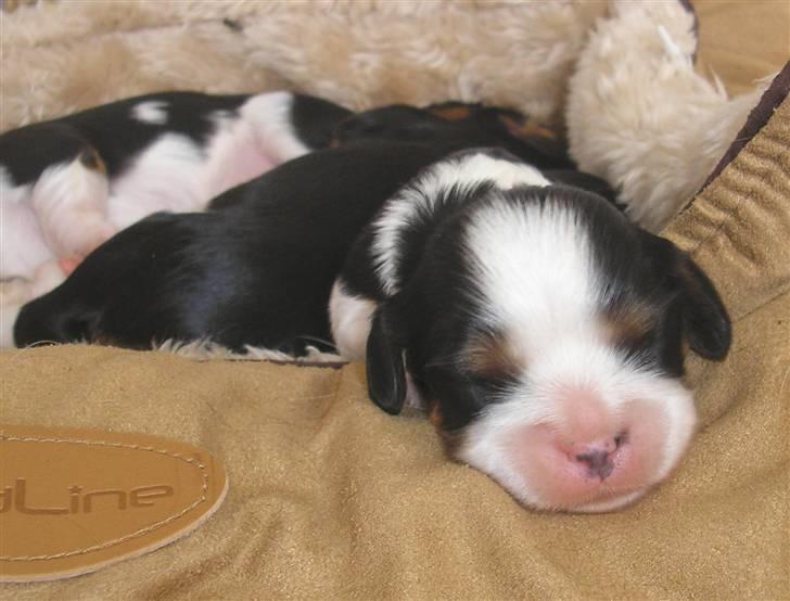 Cavalier king charles spaniel aZalias Super Karla - Karla 1 uge gammel billede 4