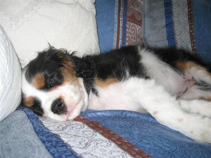 Cavalier king charles spaniel aZalias Super Karla billede 5