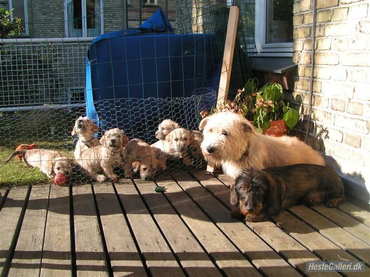 Irish Glen of Imaal Terrier Mac Nally's Ailbhe (Alva) - Alva og hendes børn. (Fra venstre) Aini, Ailbhe, Aiden, Aideen, Aifi, Ardal, Aisling, Alva og Jarna. :) <3 billede 19