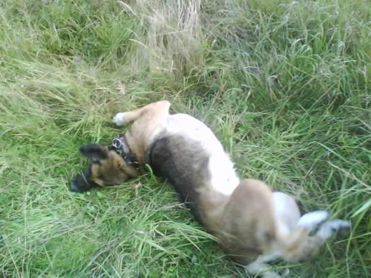 Blanding af racer Cindi # Blanding Hund # billede 2