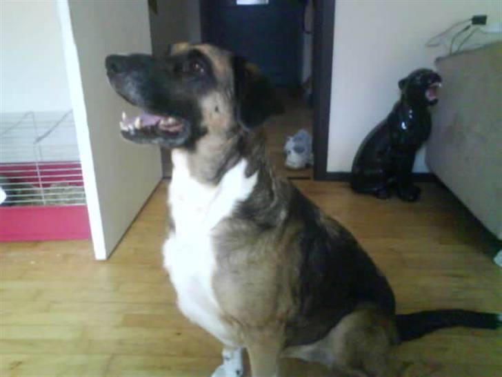 Blanding af racer Cindi # Blanding Hund # billede 3