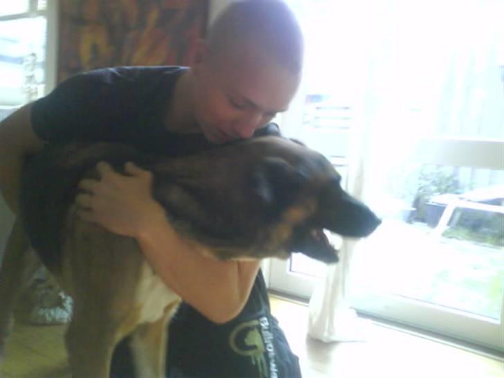 Blanding af racer Cindi # Blanding Hund # billede 4