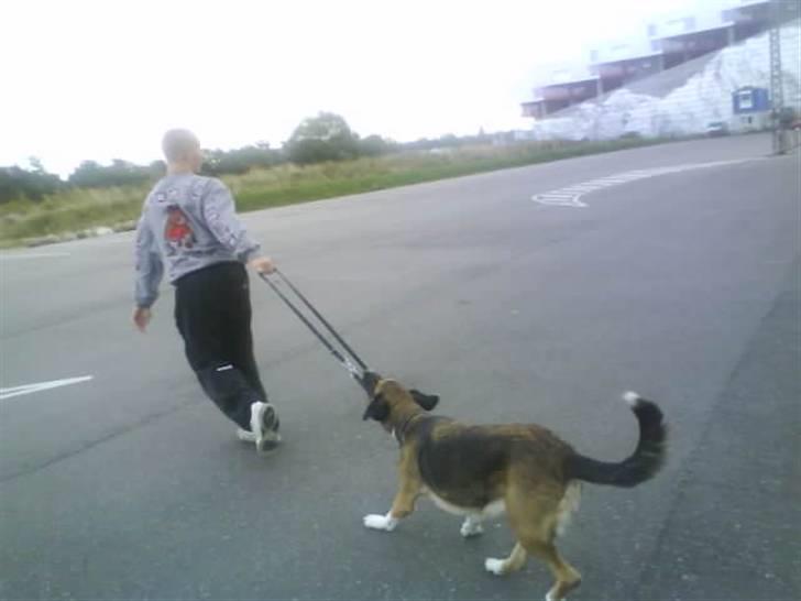 Blanding af racer Cindi # Blanding Hund # billede 5