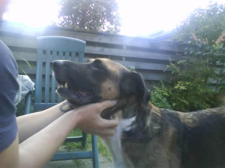 Blanding af racer Cindi # Blanding Hund # billede 6