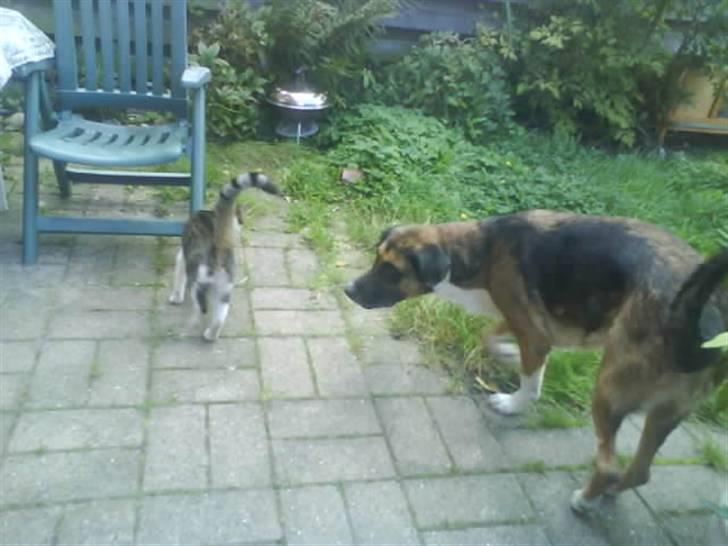 Blanding af racer Cindi # Blanding Hund # billede 7