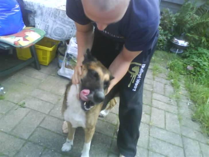 Blanding af racer Cindi # Blanding Hund # billede 8