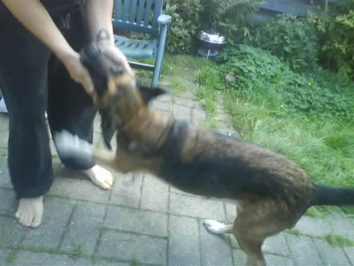 Blanding af racer Cindi # Blanding Hund # billede 9