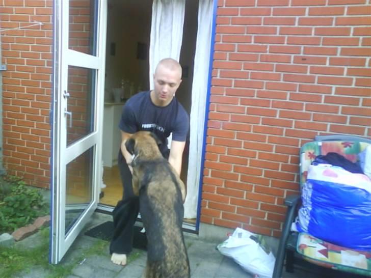 Blanding af racer Cindi # Blanding Hund # billede 10