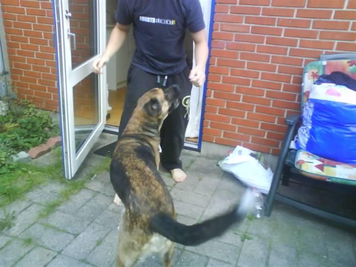 Blanding af racer Cindi # Blanding Hund # billede 11