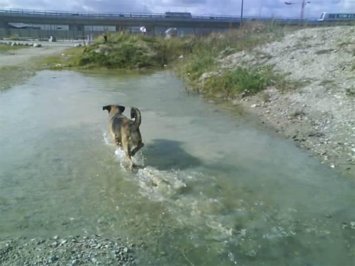 Blanding af racer Cindi # Blanding Hund # billede 12