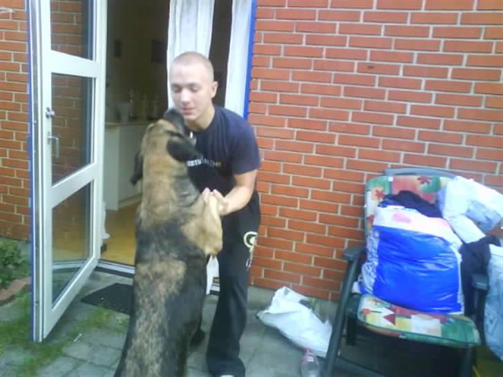 Blanding af racer Cindi # Blanding Hund # billede 13