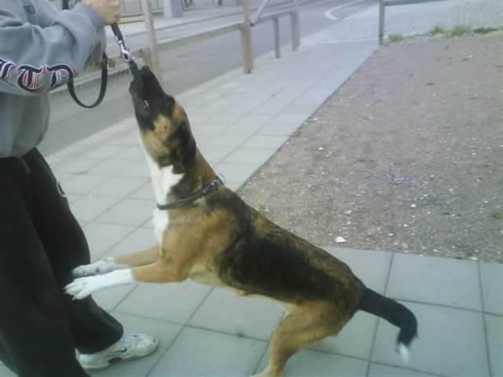 Blanding af racer Cindi # Blanding Hund # billede 14