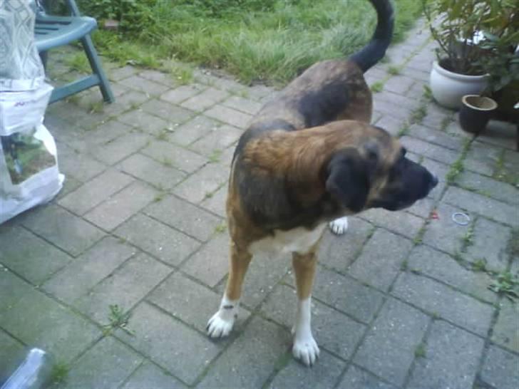 Blanding af racer Cindi # Blanding Hund # billede 15