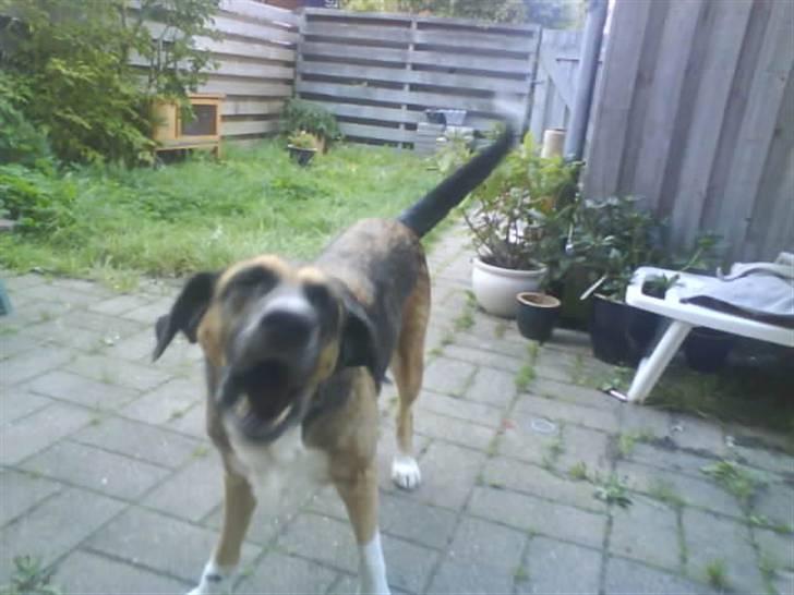 Blanding af racer Cindi # Blanding Hund # - VOV ! billede 16