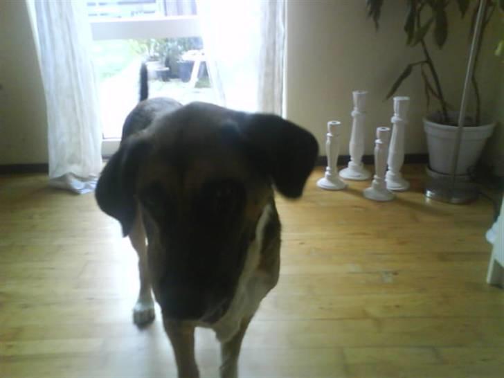 Blanding af racer Cindi # Blanding Hund # billede 17