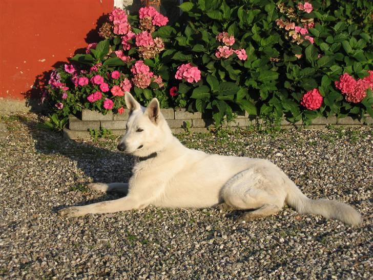 Hvid schæfer Nice'nwise Groucho Nicki - Ny! billede 16