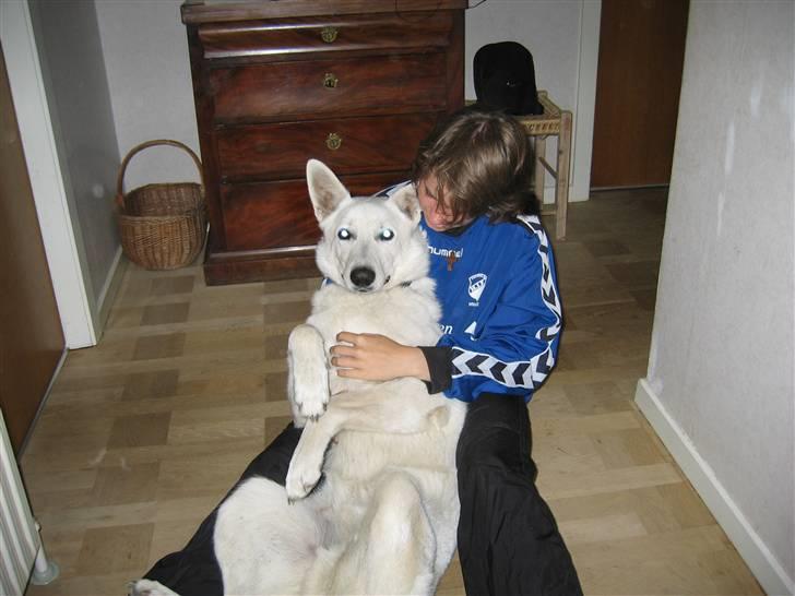 Hvid schæfer Nice'nwise Groucho Nicki - Ny! Tillidsøvelse billede 17