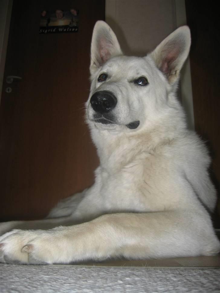 Hvid schæfer Nice'nwise Groucho Nicki billede 18