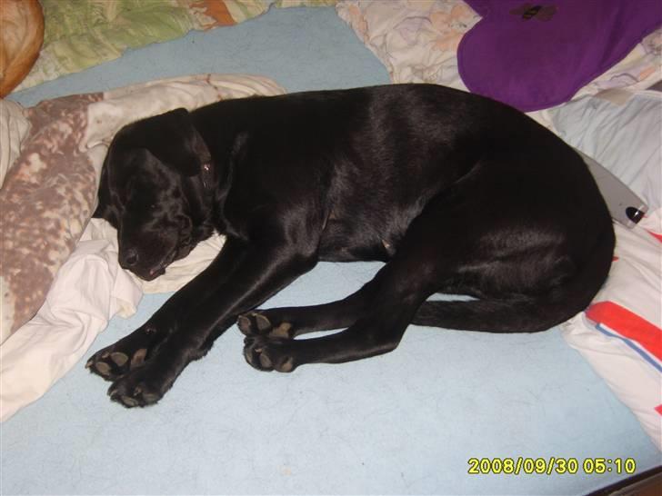 Labrador retriever Sandy. - Nyt. Er jeg ikke sød ? billede 12