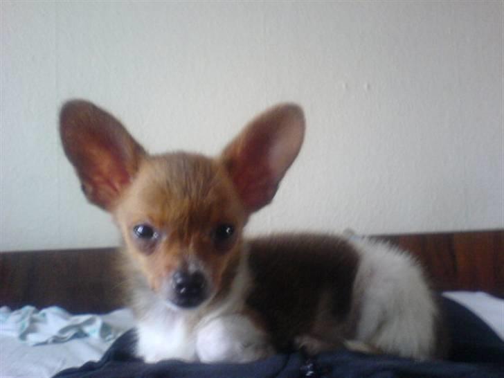 Chihuahua King <3 - Min mors billede 1