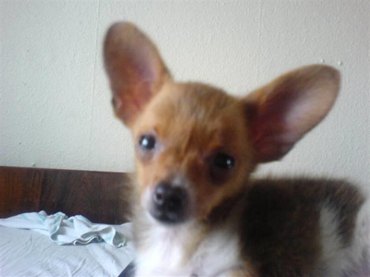 Chihuahua King <3 - Min mors billede 2