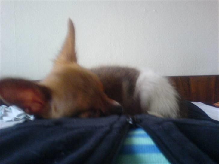 Chihuahua King <3 - Min mors billede 3