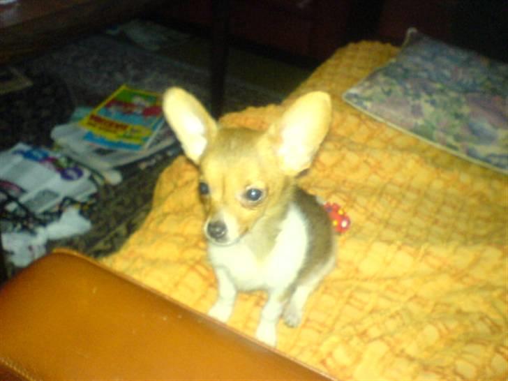 Chihuahua King <3 - Min mors billede 4