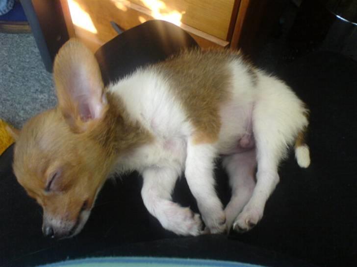 Chihuahua King <3 - Min mors billede 5