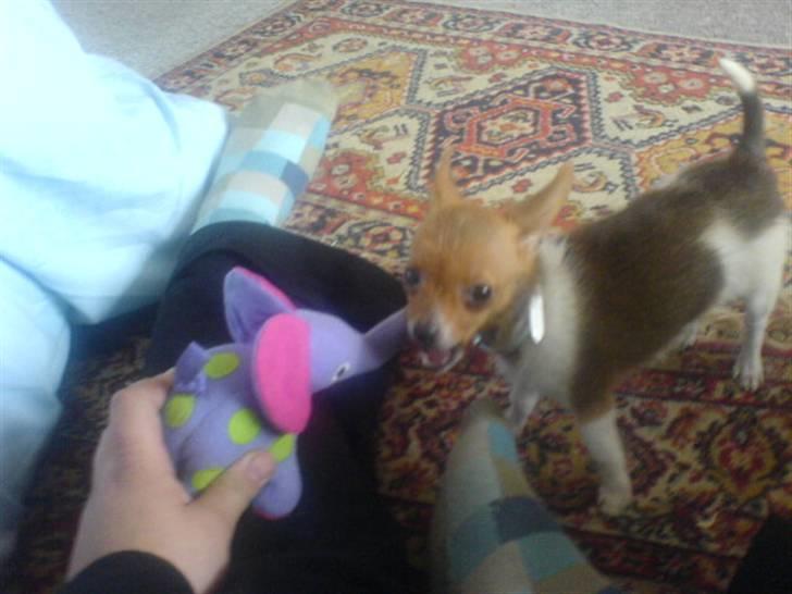 Chihuahua King <3 - Min mors billede 6